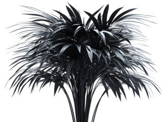 Luxurious black palm plant with long arching leaves and dense foliage creating a tropical indoor or outdoor decor accent with dramatic and elegant appearance