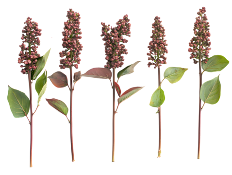 A collection of five purple flowe plants with broad green leaves, arranged in a row, showcasing botanical diversity and vibrant floral growth against a white background