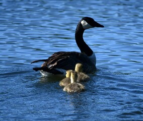 Obraz premium Mother goose with babies on the water