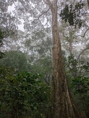 Obraz premium Misty Forest Canopy with Tall Tree Trunks