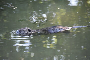 Fototapeta premium Swimming nutria