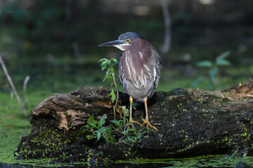 Green Heron (Butorides virescens) standing on a log in a pond covered with green duckweed. Green Herons hunt near water with long, sharp bills.