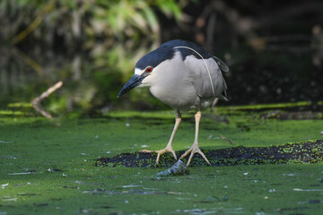 Black-crowned Night-Heron (Nycticorax nycticorax) hunts from a log over the water in a pond. This small heron has a black grown, red eye, white plume, and yellow feet and legs.