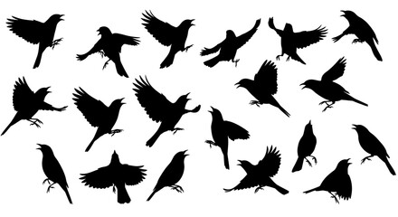 Fototapeta premium Collection of Black Bird Silhouettes 20+ High-Resolution Vector Illustrations for Design Projects