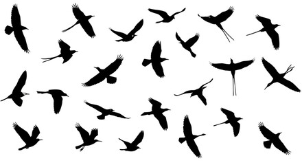 Collection of Silhouettes of Birds in Flight  Diverse Avian Species in Dynamic Poses