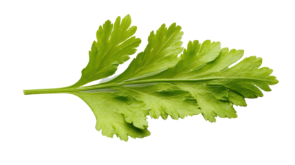 Fresh green cilantro leaf on a white isolated background.