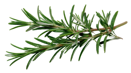 Fresh green rosemary herb branch on white isolated background.