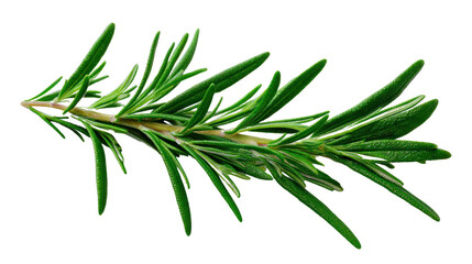 Fototapeta premium Fresh rosemary sprig, aromatic herb, white isolate background.