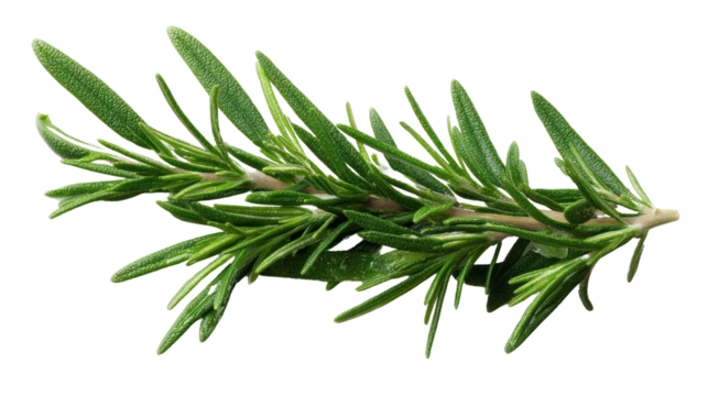 Fresh rosemary sprig, isolated on a white background.
