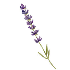 Obraz premium Aesthetic Floral Lavender Flower Watercolor Illustration Single Element Design with Transparency