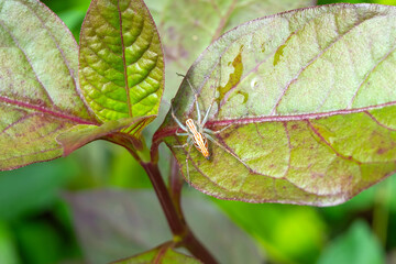 A Lean Lynx Spider (Oxyopes macilentus) perched on a vibrant leaf, showcasing its striking orange-striped body in a natural garden setting. Macro nature photography at its best.