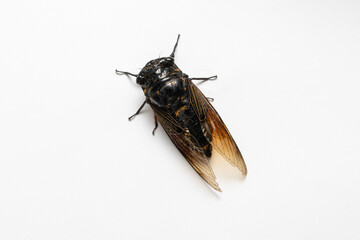 A cicada on a white background