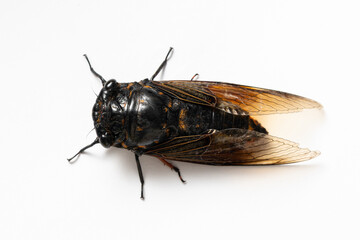 A cicada on a white background