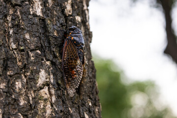 A cicada on the tree trunk in summer