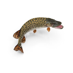 Pike Fish Jump Out Pose Isolated on Transparent Background © Realistic PNG