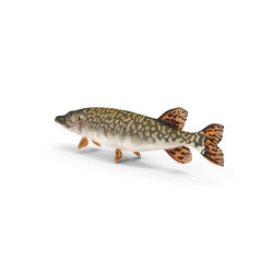 Pike Fish Swimming Pose Isolated on Transparent Background © Realistic PNG