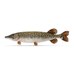 Pike Fish Swimming Pose Isolated on Transparent Background © Realistic PNG