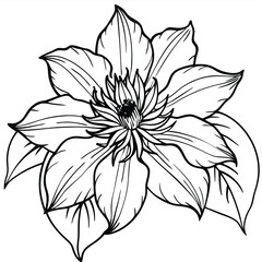 clematis flower  vector illustration
