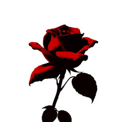 red rose on white background vector 
