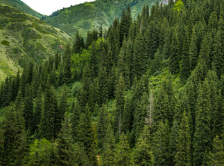 Fototapeta premium green forest in mountains
