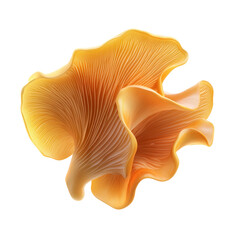 Oyster Mushroom Close-Up Showing Gills on White Background