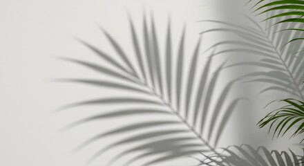 Palm Leaf Shadow on White Wall  A Study in Light and Texture