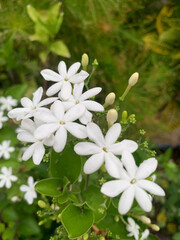 White Jasmine flowers as plant background