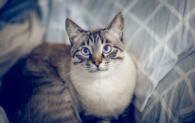 A Thai striped cat with striking blue eyes rests comfortably among soft..