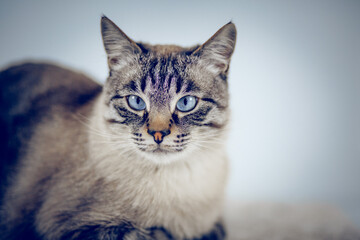 Portrait of a Thai tabby cat with blue eyes.