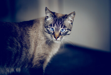 Portrait of a Thai tabby cat with blue eyes.