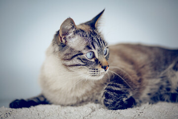 Thai purebred cat lies on a white carpet.