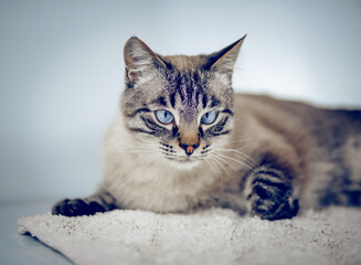Thai purebred cat lies on a white carpet.