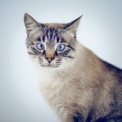 Portrait of a Thai tabby cat with blue eyes.