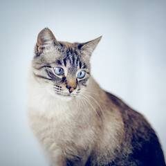 Portrait of a Thai tabby cat with blue eyes.