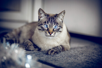 A Thai striped cat  with captivating blue eyes, lying comfortably on a textured gray mat.