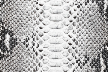 black and white snake skin texture, leather background © dmitr1ch