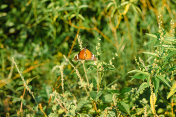 Close-Up of Butterfly on Green Plant