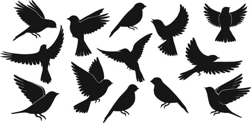 Obraz premium Various Birds Vector Illustration – Colorful Wild Birds in Diverse Poses and Styles.