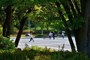 初夏の公園