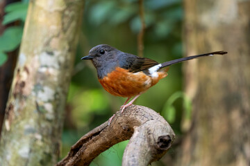 White-rumped Shama - Copsychus malabaricus, beautiful iconic perching bird from Asian forests, Vietnam.