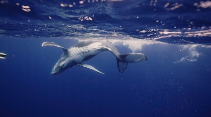 Naklejka premium Fantastic closeup humpback whale gently dancing in blue water close to surface, light shimmering. Concept of natural habitat wildlife marine animals of Tonga. Underwater shot full body whale.