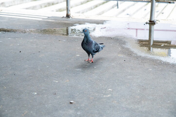 Pigeons walking on the cement floor