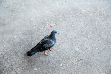 Pigeons walking on the cement floor