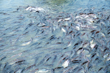 Many catfish are coming upstream waiting to eat.