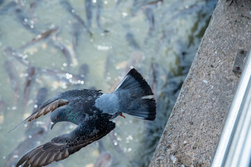 Several catfish come up to the surface waiting to feed, with pigeons flying above.