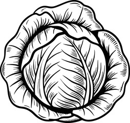 Detailed monochrome illustration of cabbage vintage botanical drawing with intricate leaf patterns