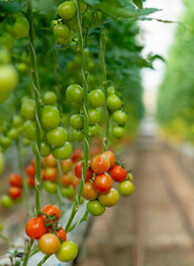 tomatoes on the vine