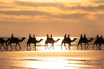 Camel ride at the beach during sunset in Broome