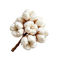 Delicate Cotton Flower Bolls on Brown Stem Isolated on White Background for Textile and Natural Products