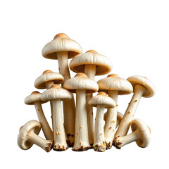 Fresh organic mushrooms with pale caps arranged in a visually appealing cluster against a light background